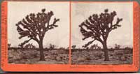 4302 - Yucca Draconis, Paper Tree, Mohave Desert, Cal.