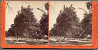 4346 - First bearing Orange Tree in San Ber'no Co., Van Lenvan's Orchard, Cal.