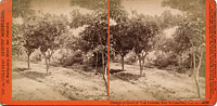 4348 - Orange orchard of Van Lenvan, San Bernardino.