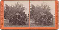 4399 - Rose Tree, 27 in. Circumference, Gen. Stoneman, San Gab'1., Cal.