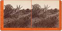 4456 - Banana Trees, Mr. Wallace, San Gabriel, Cal.