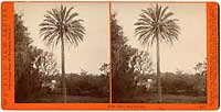 4459 - Date Palm, San Gabriel, Cal.