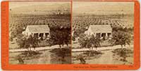 4776 - View from Lake Vinyard House, Pasadena.