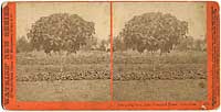 4781 - Young Fig Tree, Lake Vinyard House, Pasadena, Cal.