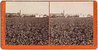 4807 - Wine houses from the Ave., Sunny Slope, San Gabriel, Los Angeles Co., Cal.