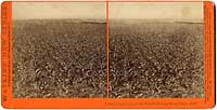 4810 - Lemon Orchard, from the Wine Buildings, Sunny Slope, San Gabriel, Los Angeles Co., Cal.