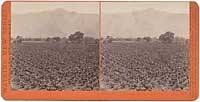 4811 - Sierra Madre, from Sunny Slope, San Gabriel, Los Angeles Co., Cal.