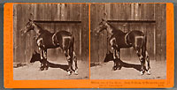 #4816-Sultan, Son of the Moor, Dam, Sultana, by Delmonico, and Sire of 