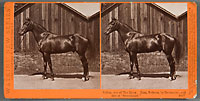 4817 - Sultan, Son of the Moor, Dam, Sultana, by Delmonico, and Sire of 