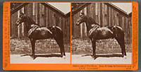 4819 - Sultan, Son of the Moor, Dam, Sultana, by Delmonico, and Sire of 