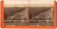 4830 - View from Sierra Madre Villa, San Gabriel, Los Angeles Co., Cal.
