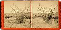 4846 - Cactus, (Fonquiera Splendens.) Arizona.