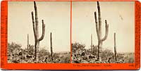 4848 - Cactus, (Cereus Giganteus.) Arizona.