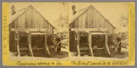 Unnumbered - Ferdinand shoeing an Ox. The Blacksmith Shop S. V. W. W.