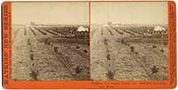 4780 - Pasadena, Los Angeles County, Cal. View from Lake Vineyard House.