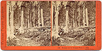 133 - Stumps cut by Donner Party in 1846, Summit Valley
